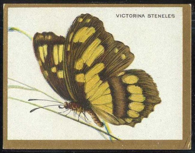 T48 Victorina Steneles.jpg